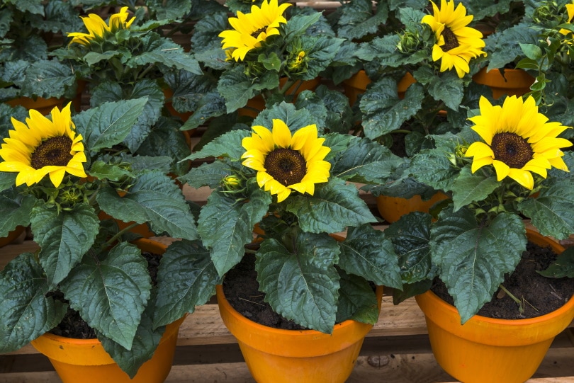 sunflowers in pots