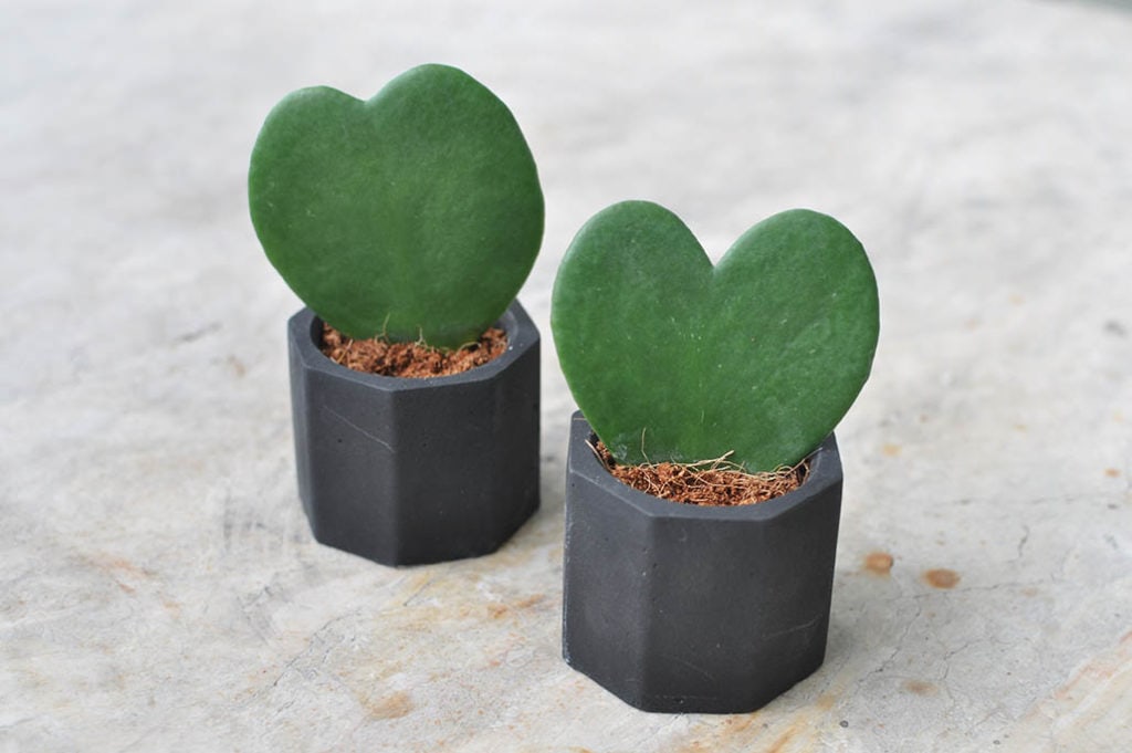 two sweetheart hoya