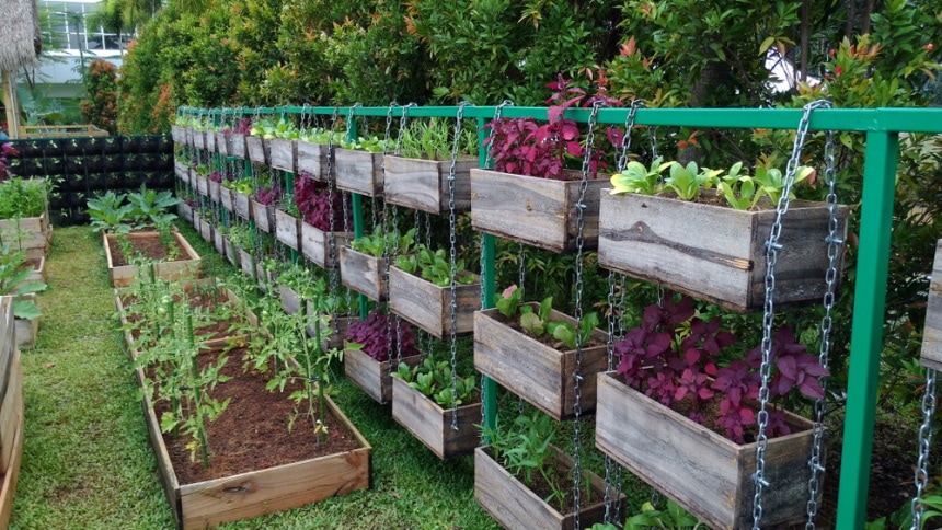 vegetable garden