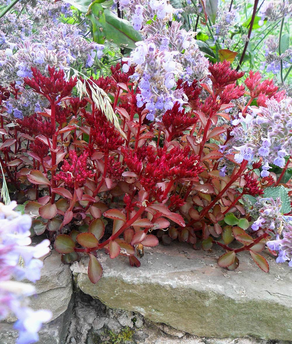 Voodoo Stonecrop