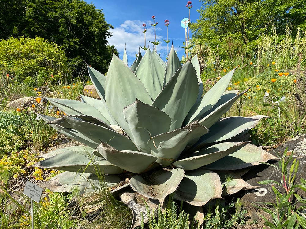 Whale's Tongue Agave
