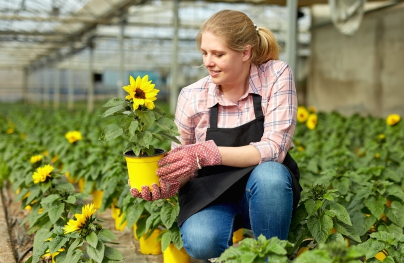 woman holding sunflower