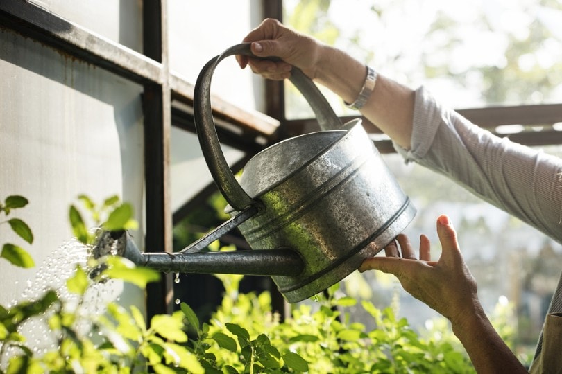 woman watering her plants at home