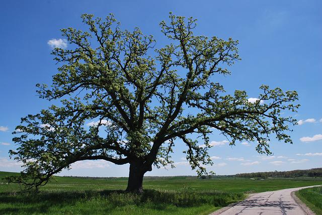 Blue Oak Tree