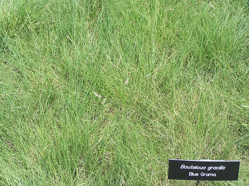Blue grama grass