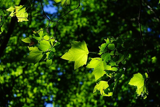 California Sycamore