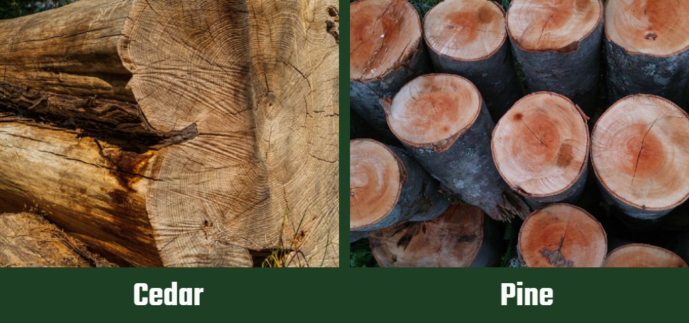 Cedar vs Pine