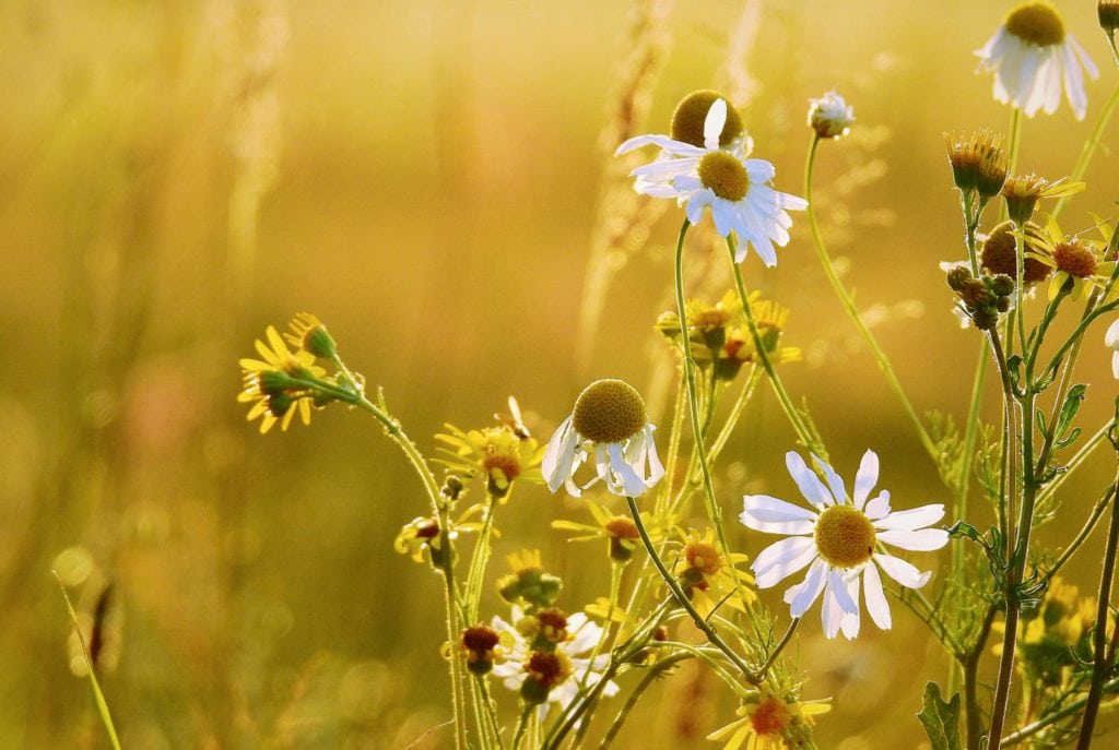 Chamomile