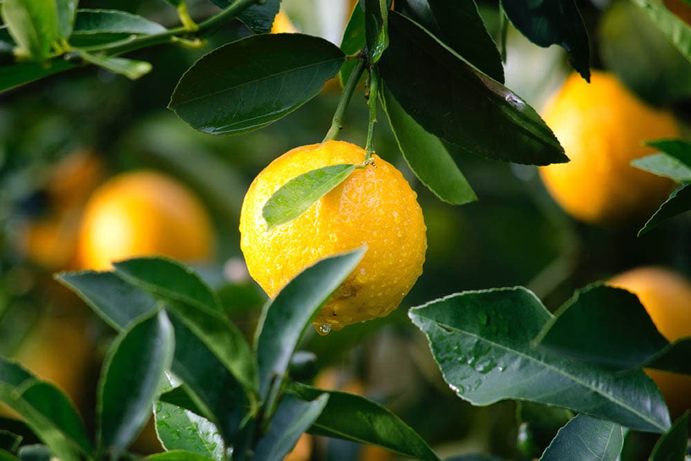 Citrus tree_Ryan Baker_Pexels