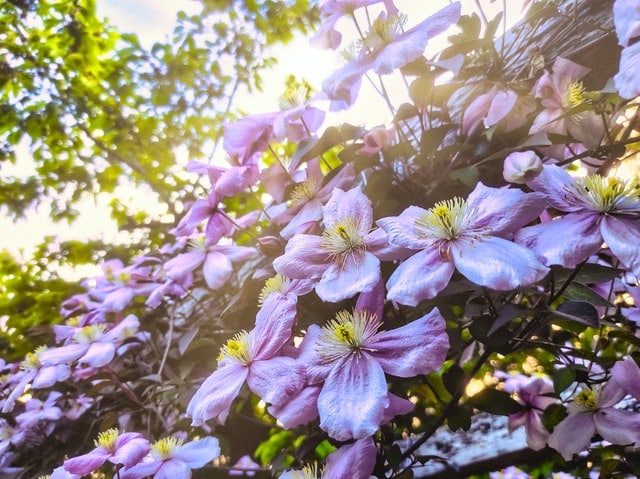 Clematis