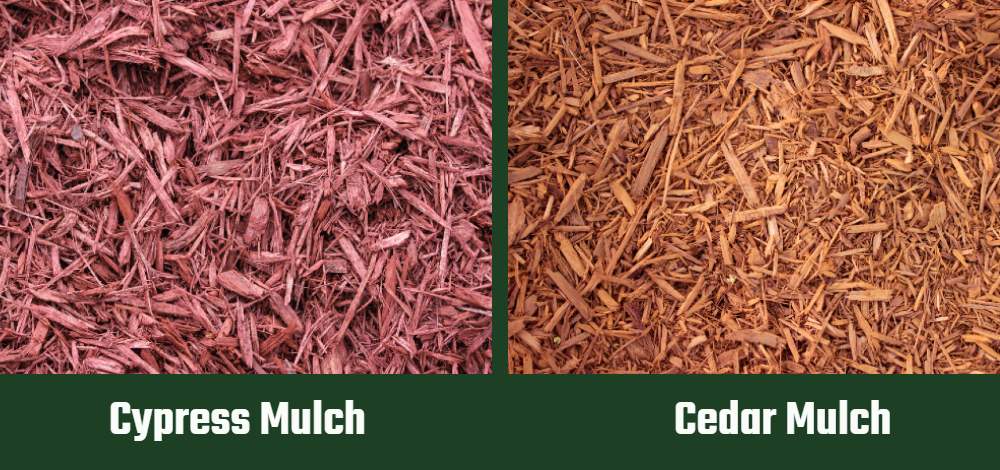 Cypress vs Cedar