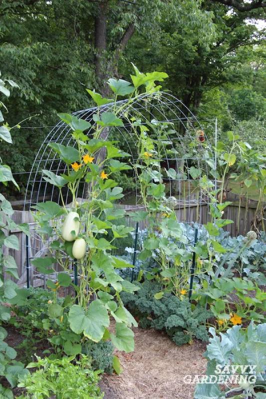 DIY cattle panel trellis