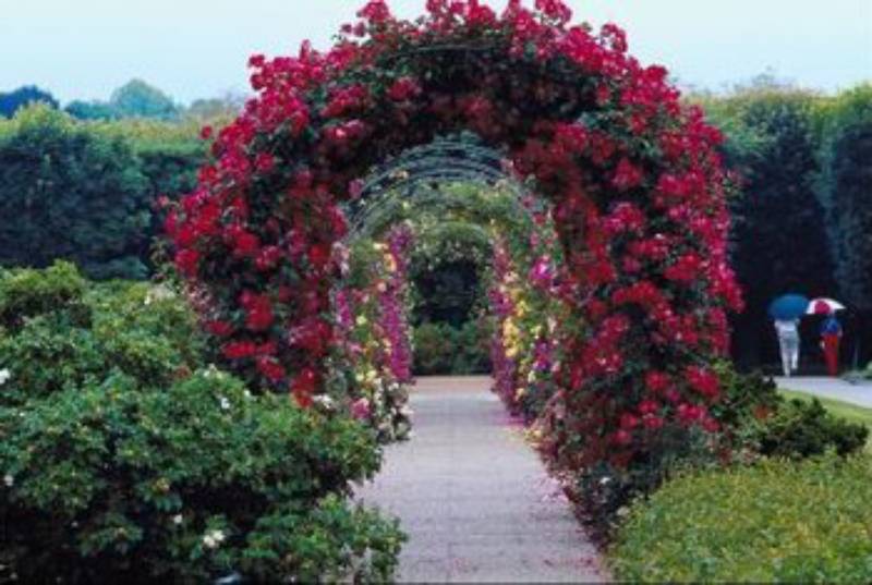 DIY garden arbor out of conduit