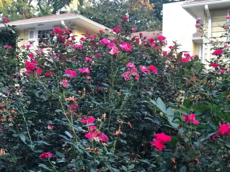 DIY new rose bush