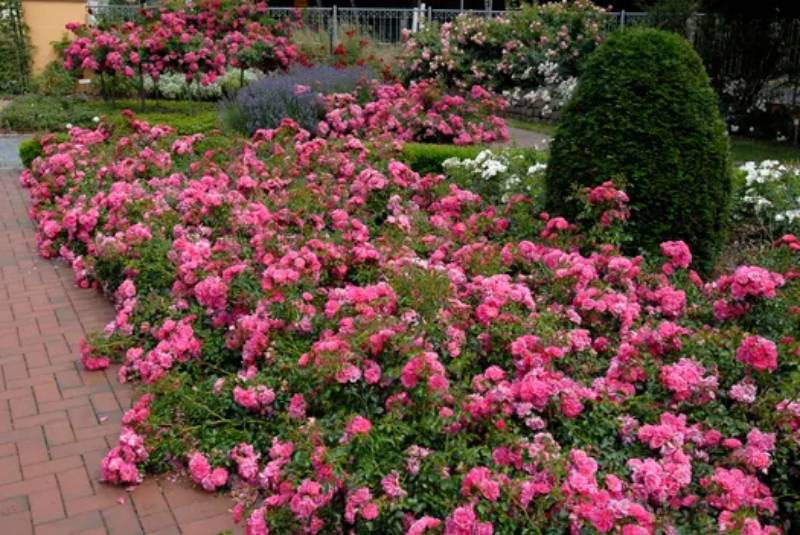 DIY rose bushes