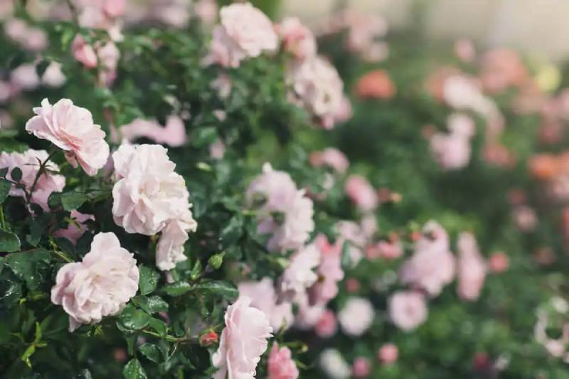 DIY rose garden