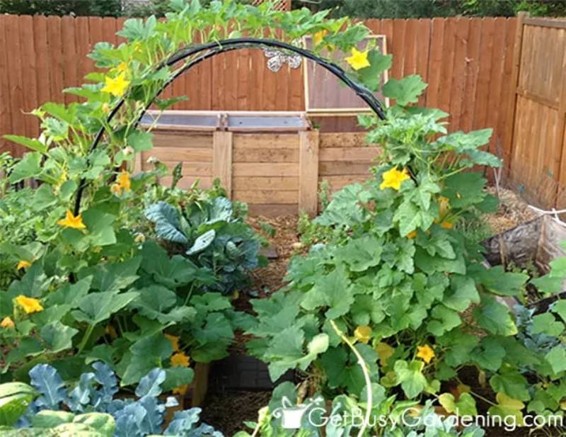DIY squash arch