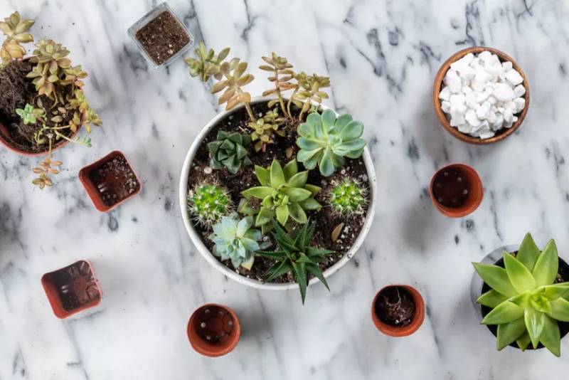 DIY succulent plant container garden