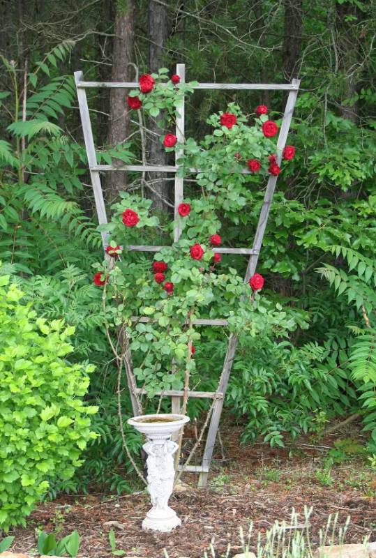 DIY trellis for climbing roses