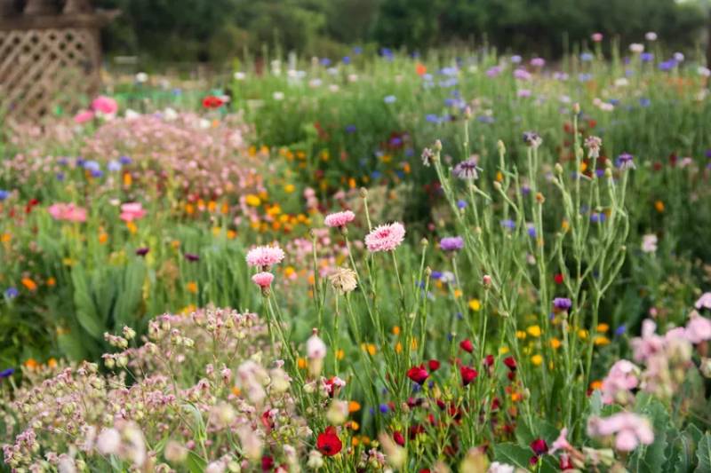 DIY wildflower gardening