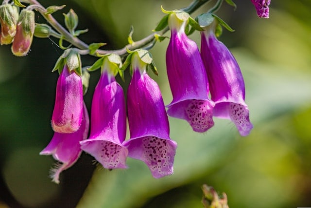 Digitalis