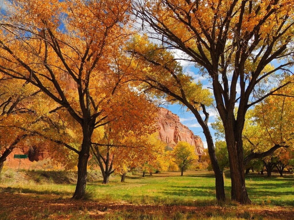 Fremont Cottonwood