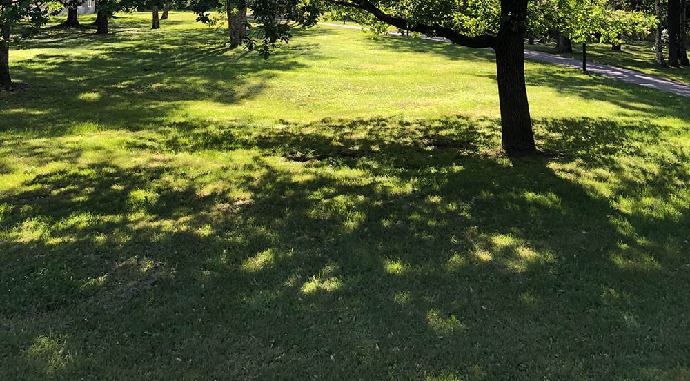 Grass in a shade_Linn Lindstrom_Unsplash