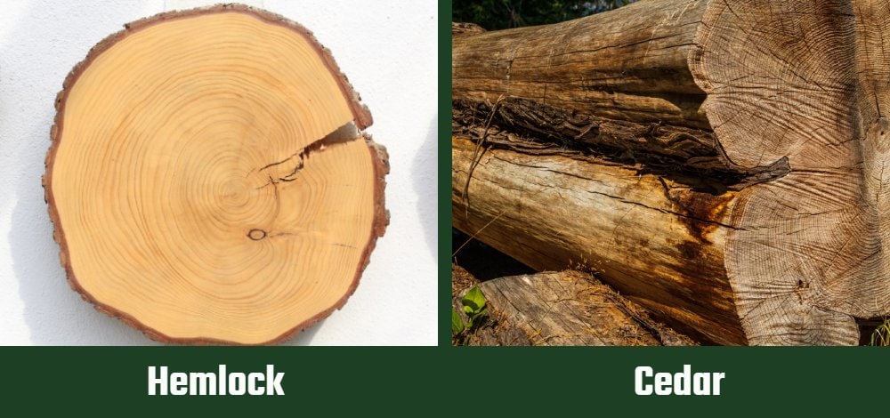 Hemlock vs Cedar