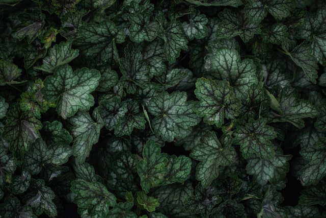 Heuchera