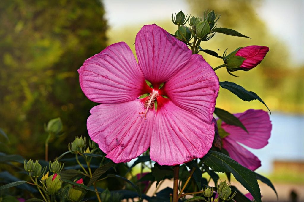 Hollyhock Flower