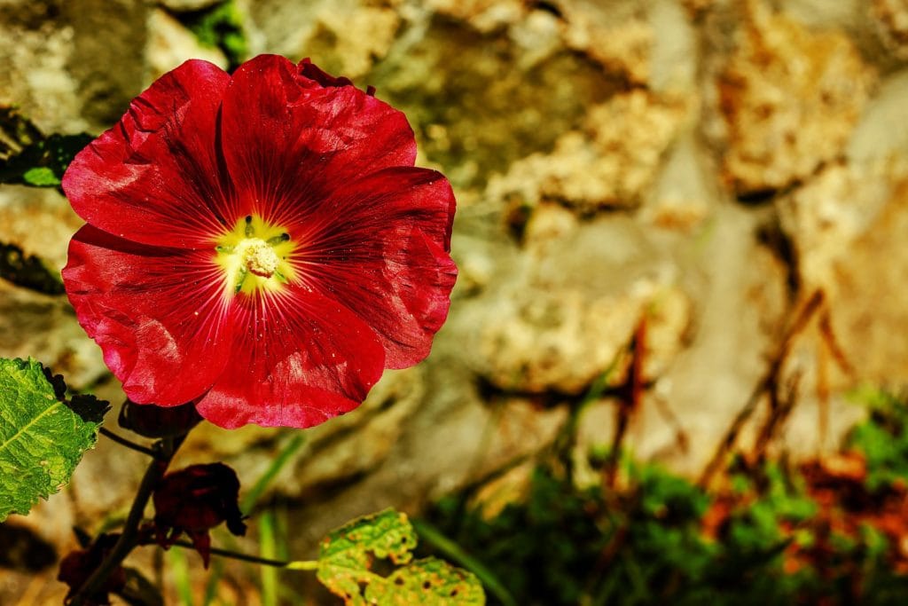 Hollyhock Flower