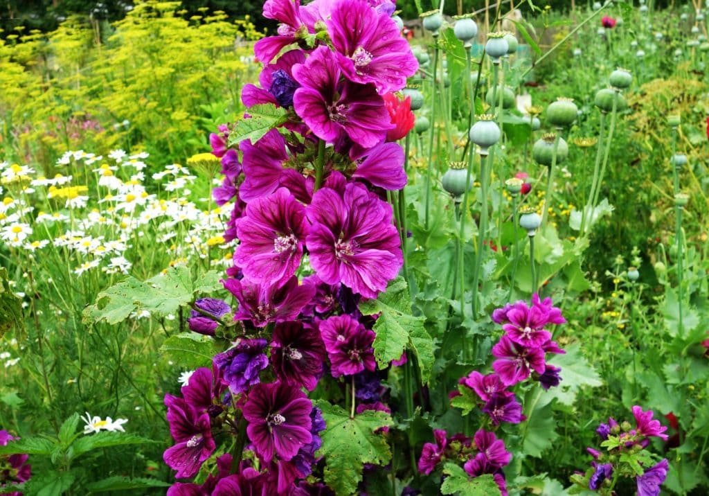 Hollyhock Flower