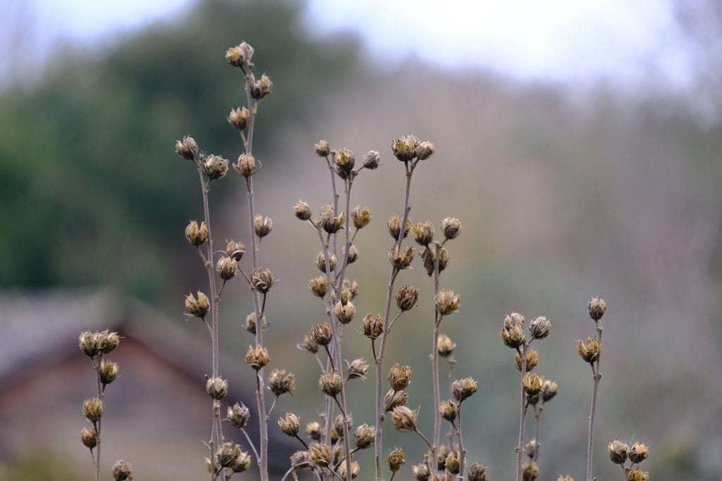 Hollyhock Seed