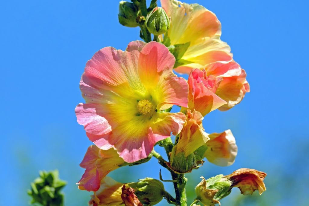 Hollyhock Flower