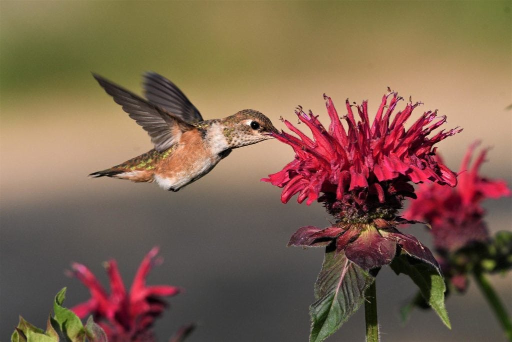 Hummingbird