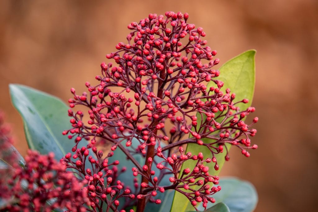 Japanese Skimmia