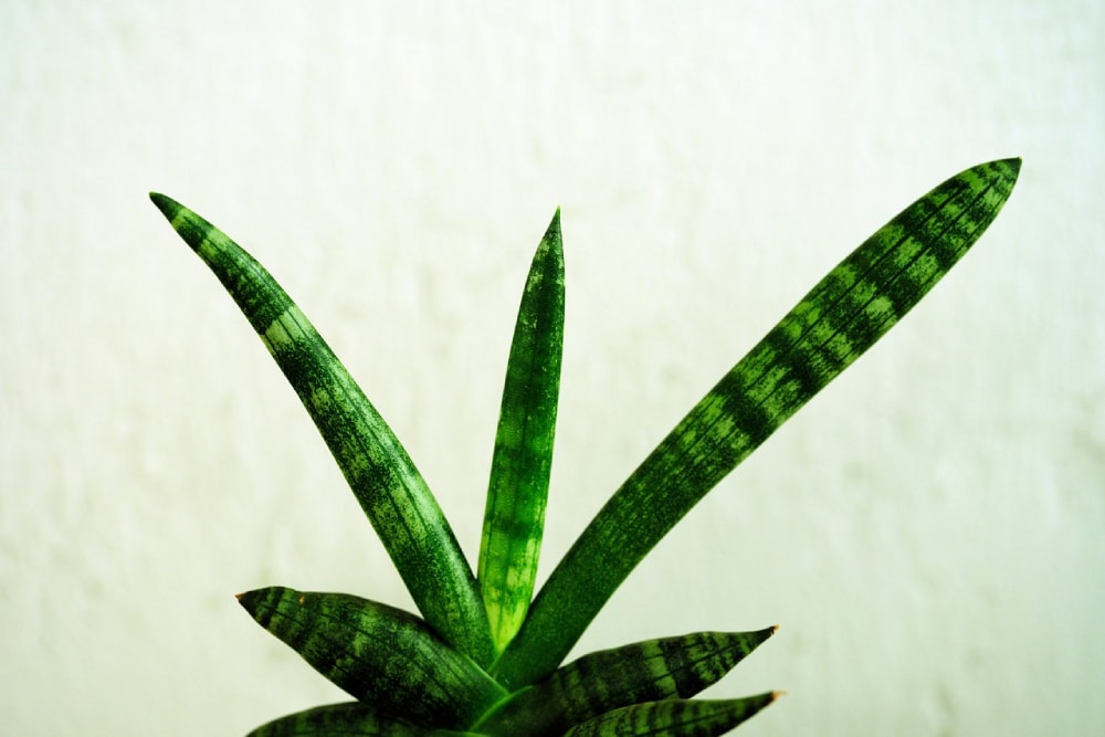Kenya Hyacinth (sansevieria parka)