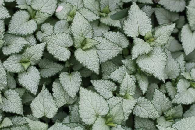 Lamium Maculatun