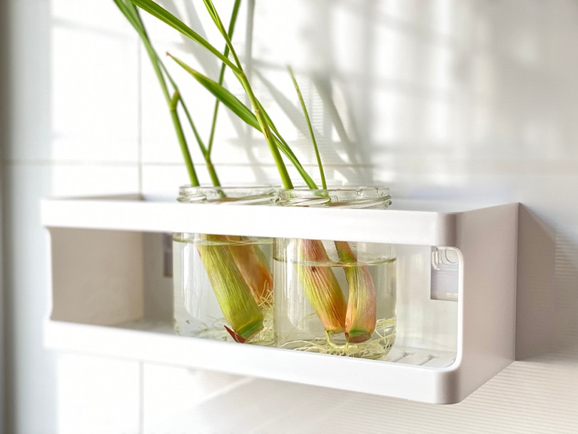 Lemongrass Plant Indoor