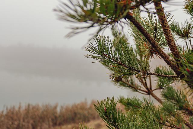 Lodgepole Pine