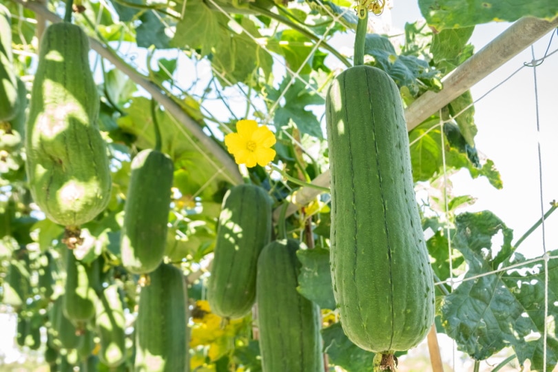 Loofah vegetable