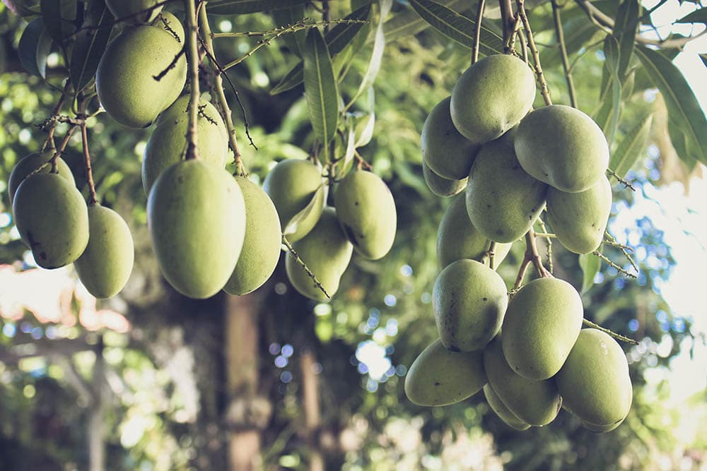 Mango tree_Jametlene Reskp_Unsplash