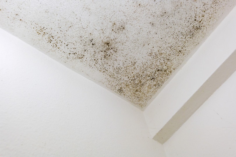 Mildew