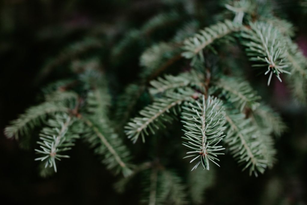 Fraser Fir