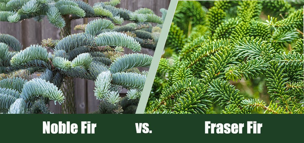 Noble Fir vs Fraser Fir