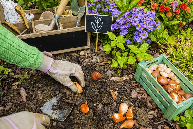 Planting Iris Bulbs