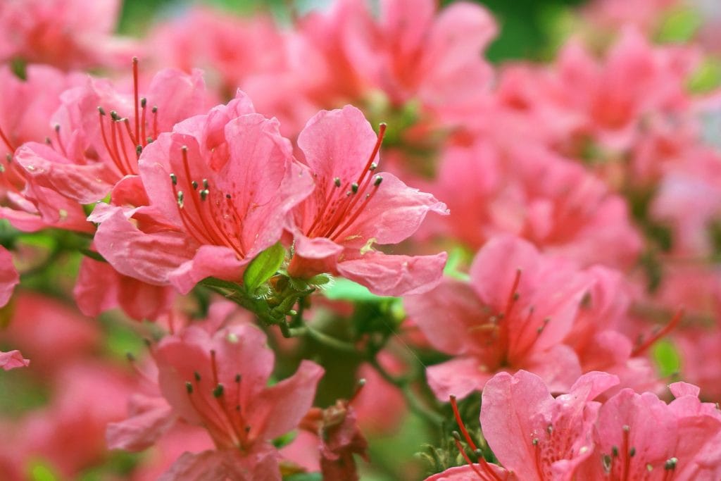 Rhododendrons
