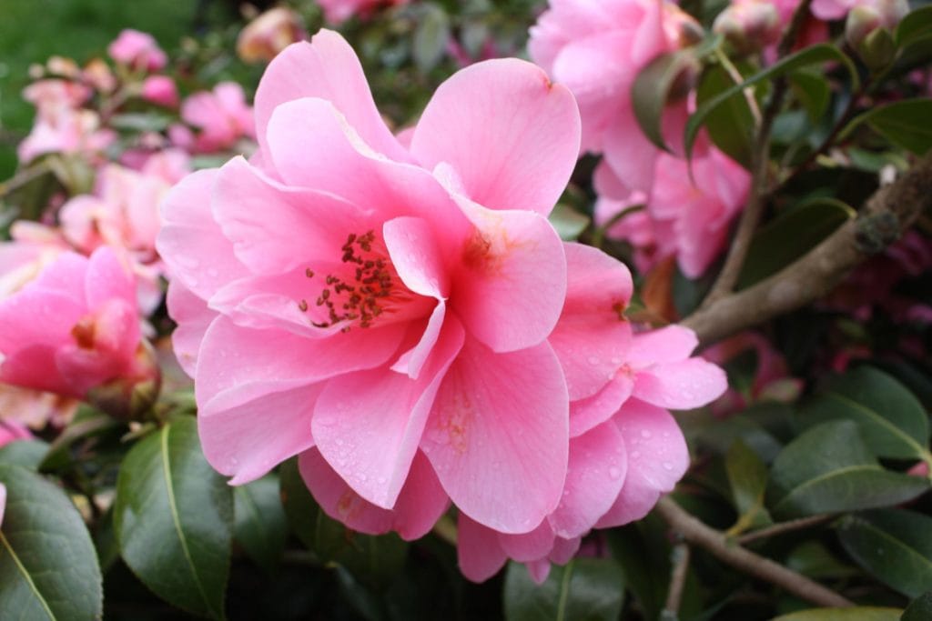 Sasanqua camellia