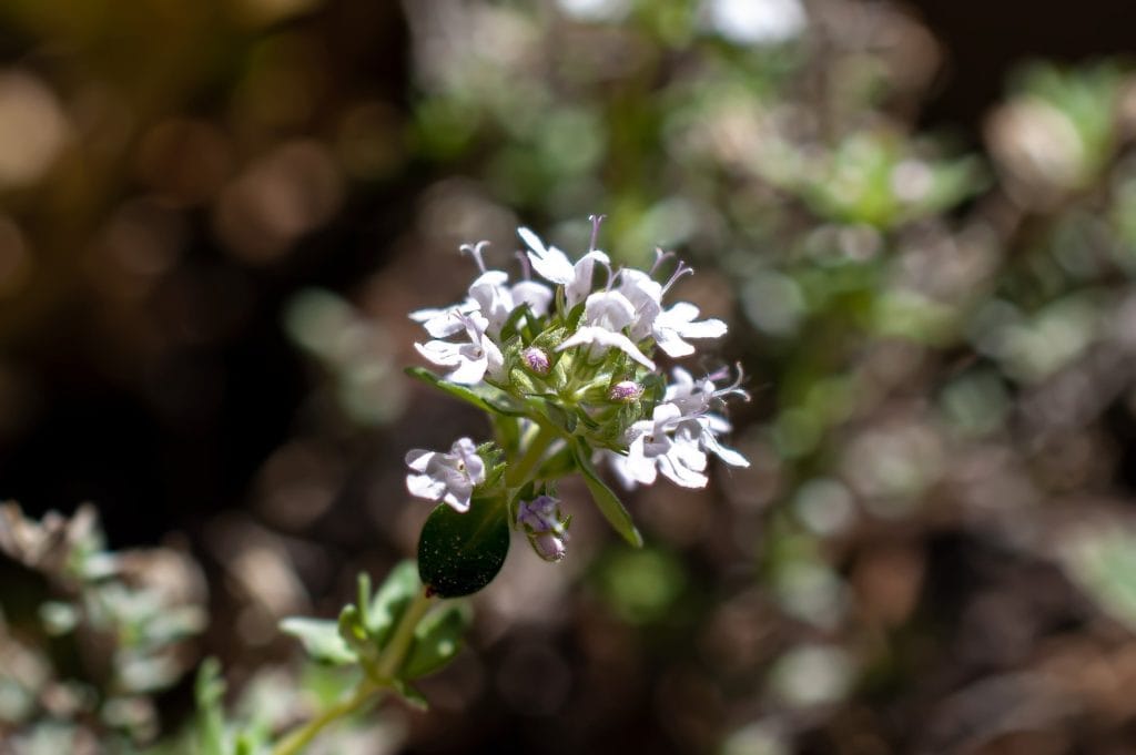 Thyme