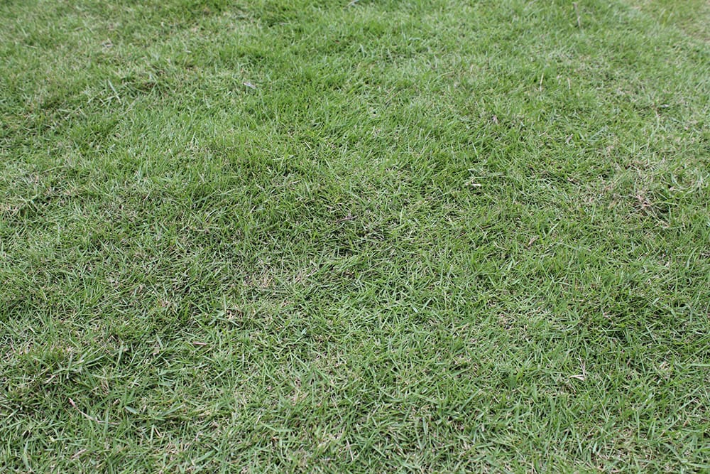 Tifway 419 grass